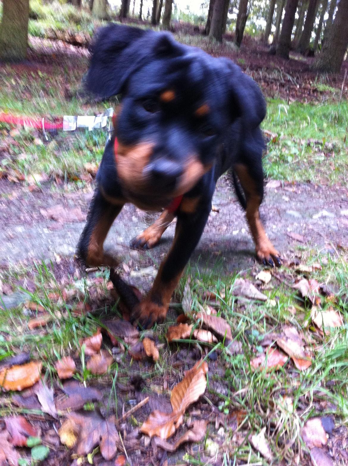 Rottweiler Kakestto´s Lucie billede 24