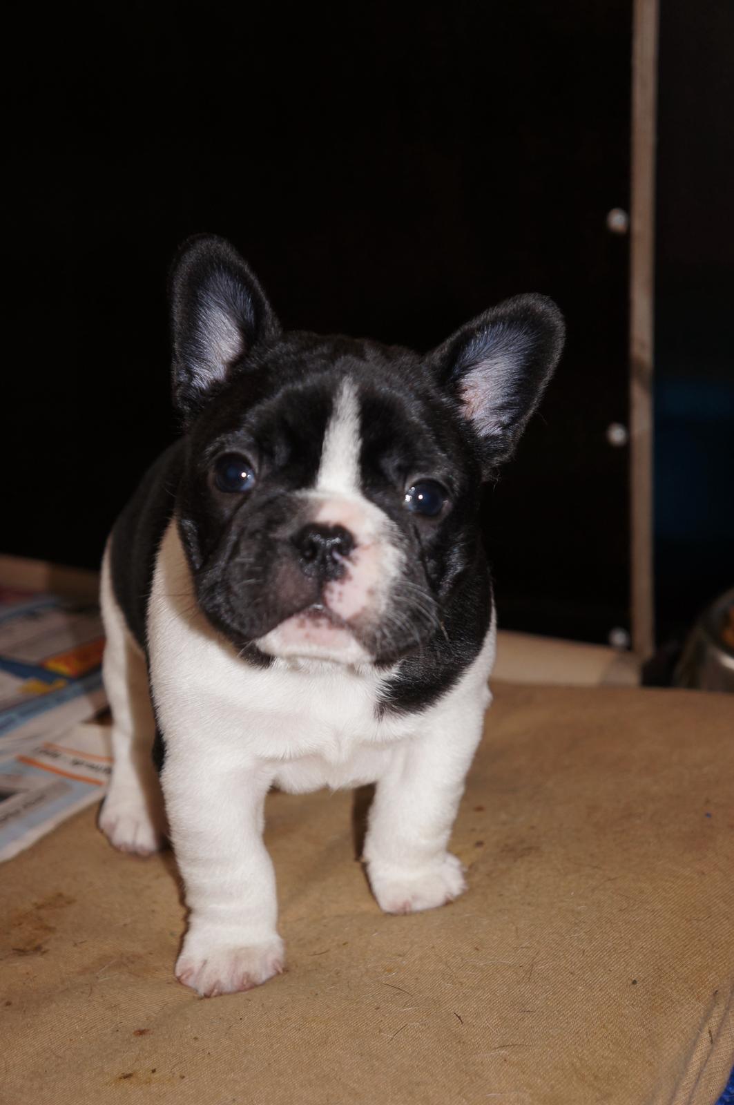 Fransk bulldog Carry  billede 1