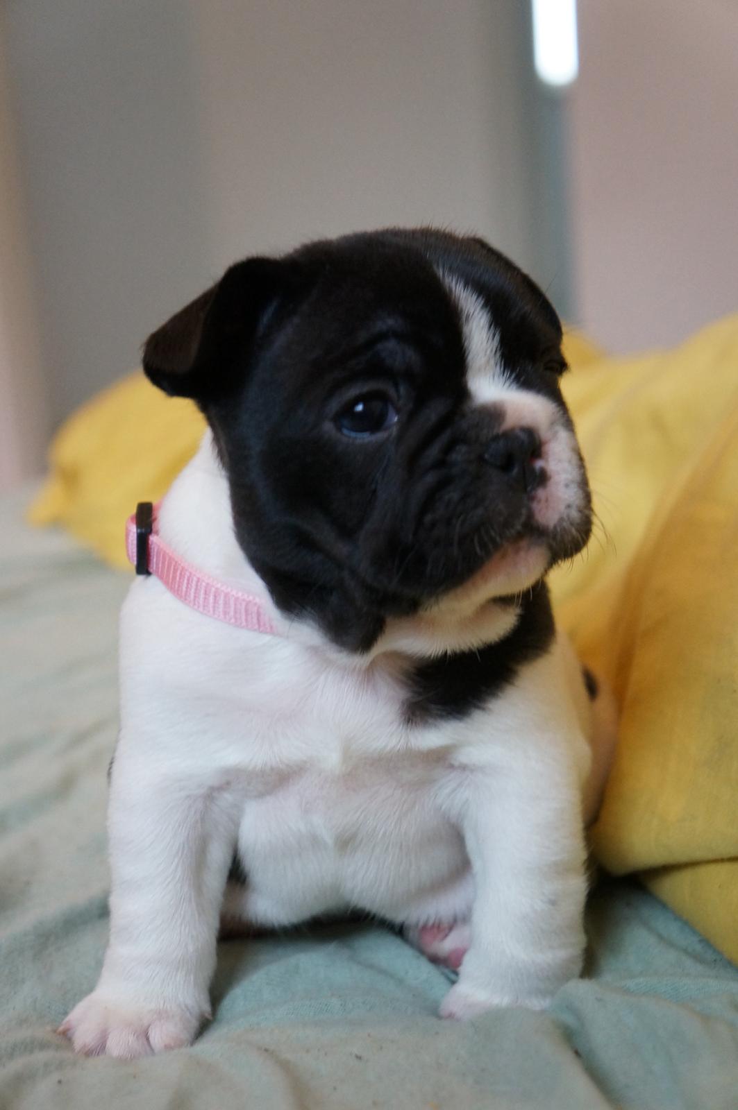 Fransk bulldog Carry  billede 8