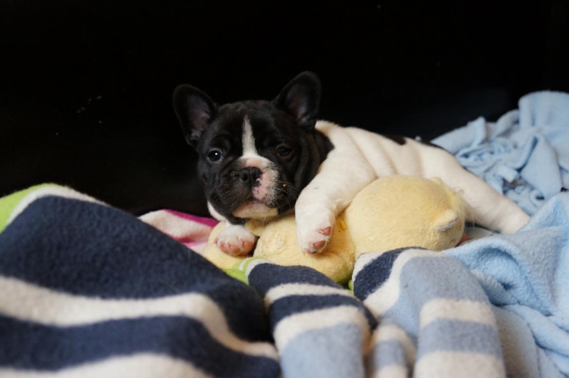 Fransk bulldog Carry  billede 10