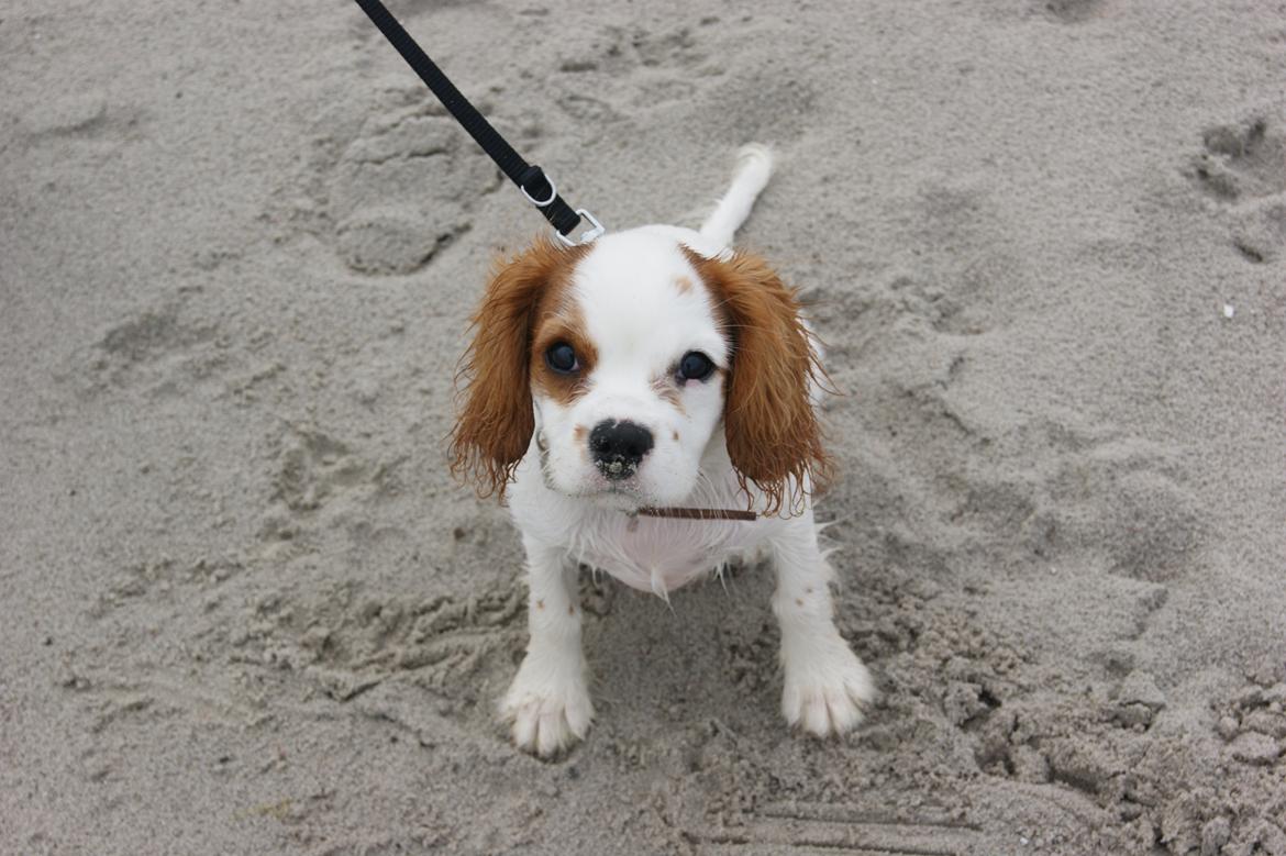 Cavalier king charles spaniel Holsteins Indi billede 17