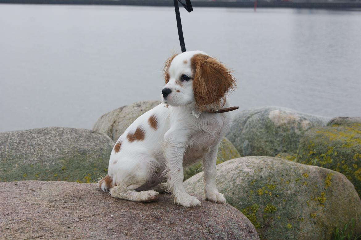 Cavalier king charles spaniel Holsteins Indi billede 18
