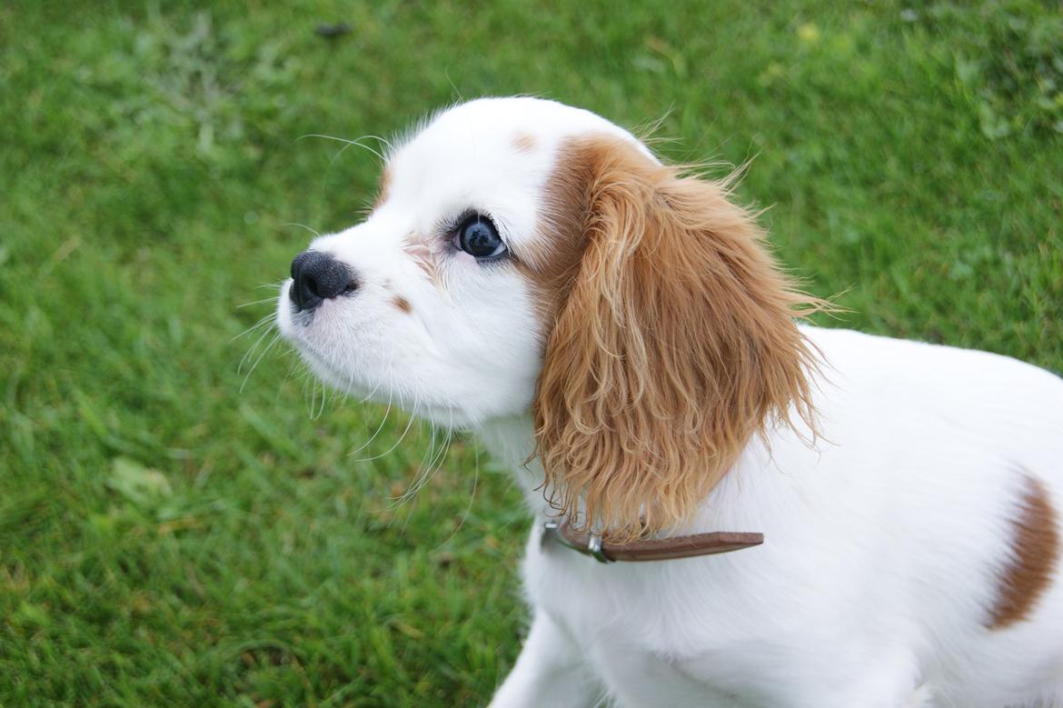 Cavalier king charles spaniel Holsteins Indi billede 1