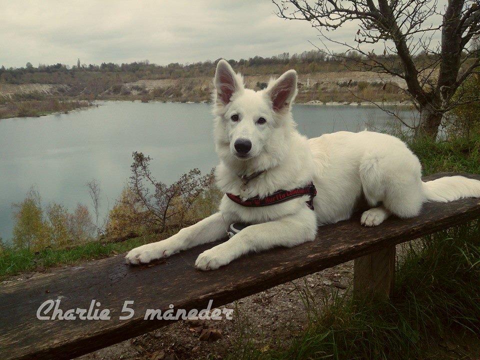 Hvid Schweizisk Hyrdehund charlie billede 14