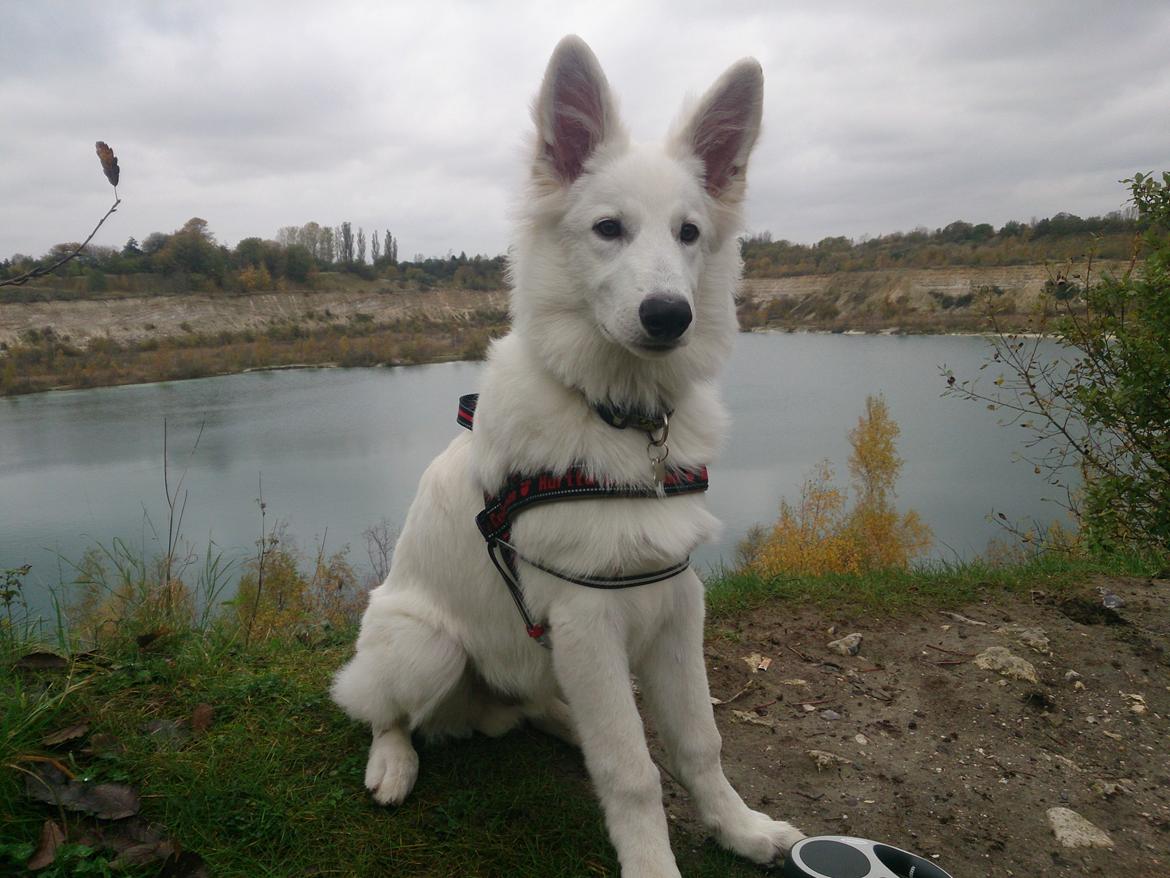 Hvid Schweizisk Hyrdehund charlie billede 15