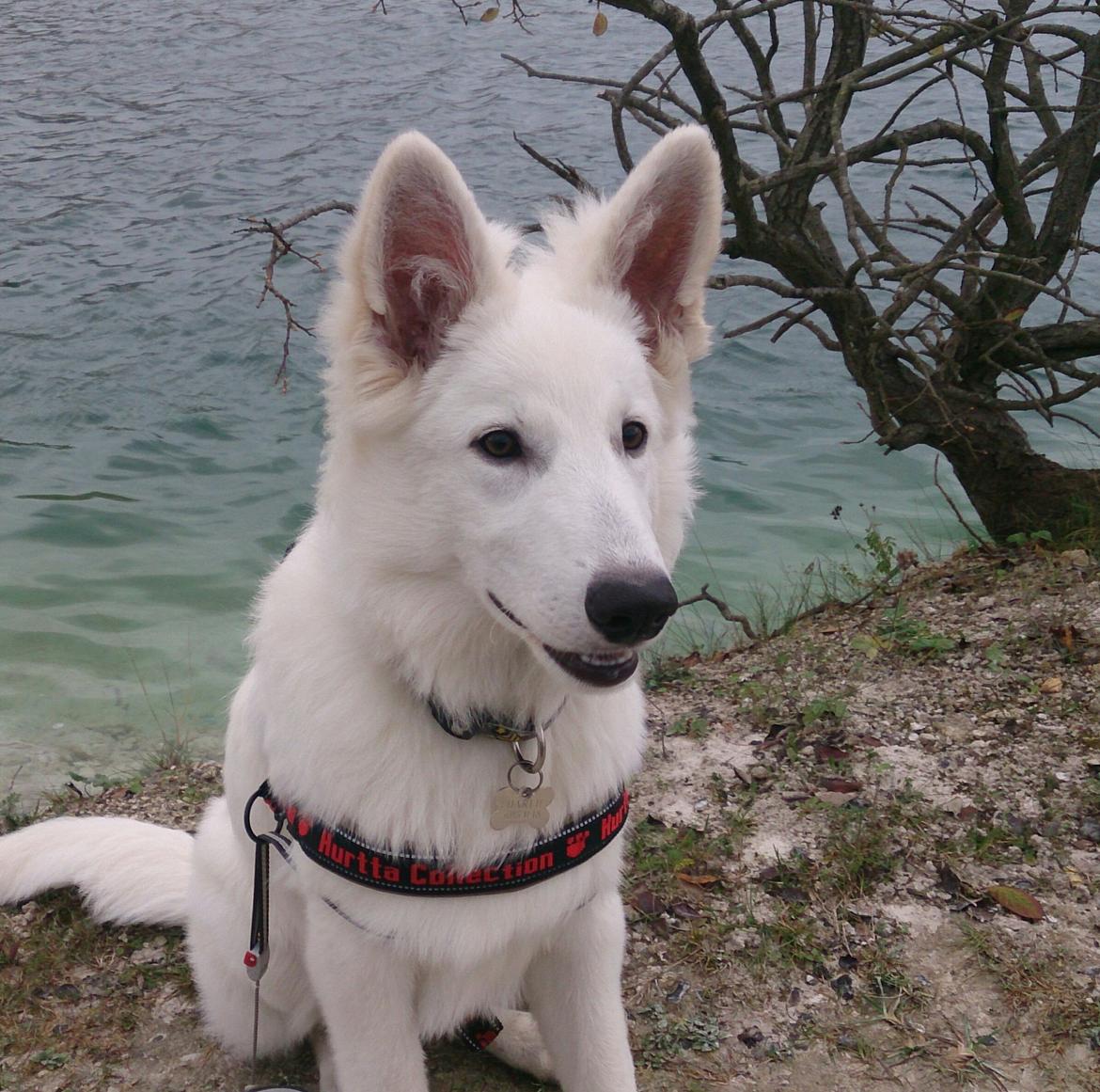 Hvid Schweizisk Hyrdehund charlie billede 16