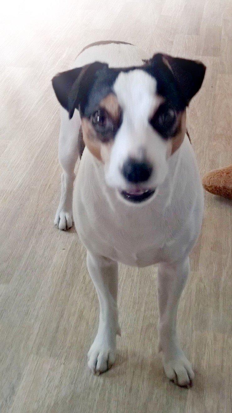 Dansk svensk gaardhund Milo Min Soulmate billede 8