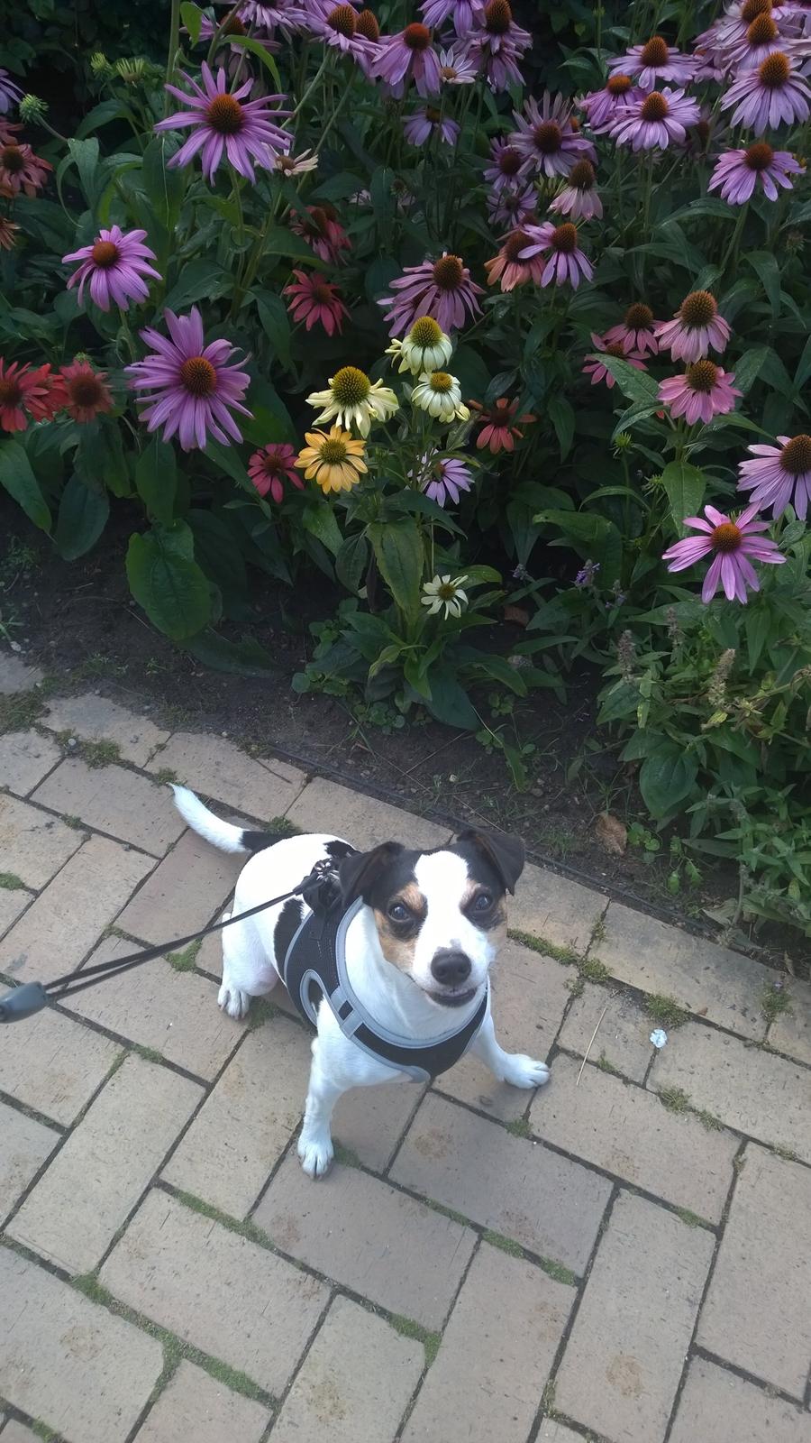 Dansk svensk gaardhund Milo Min Soulmate billede 13