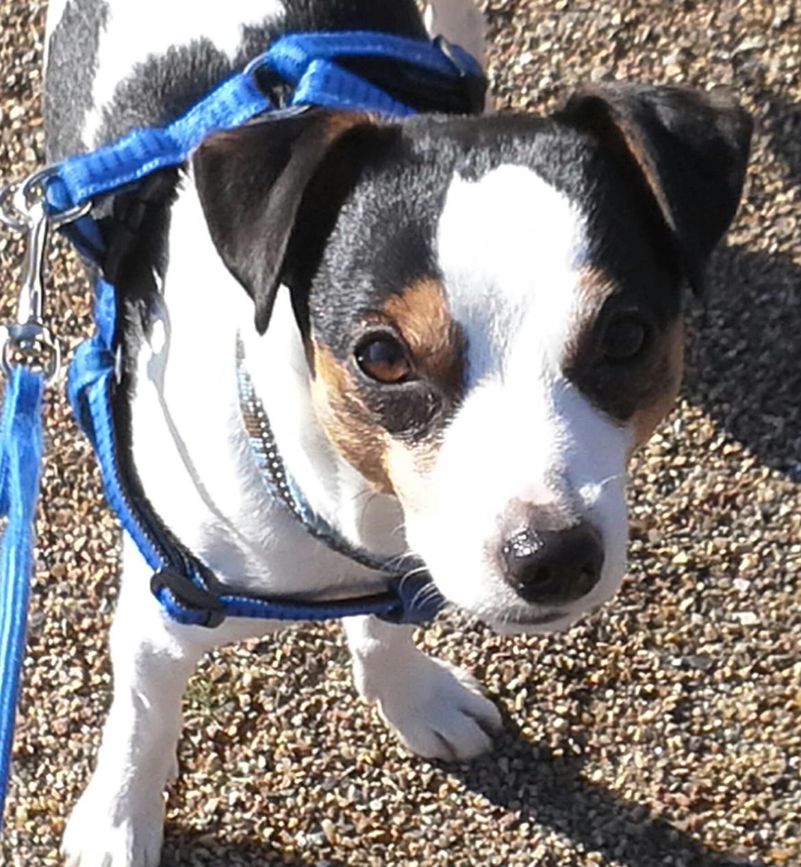 Dansk svensk gaardhund Milo Min Soulmate billede 20