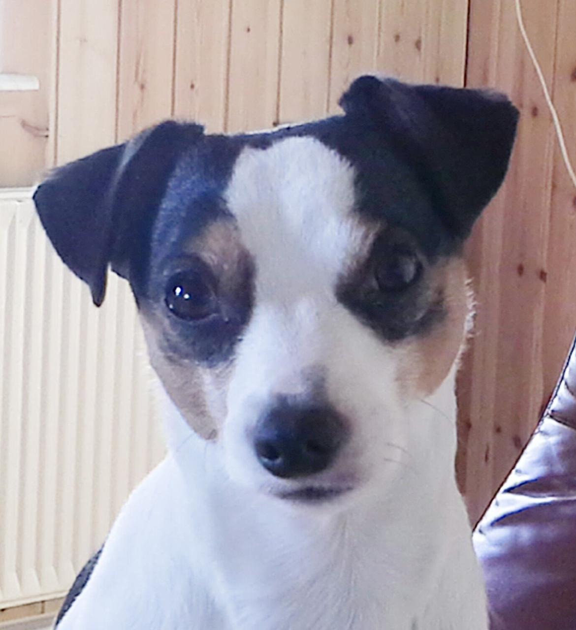 Dansk svensk gaardhund Milo Min Soulmate billede 18