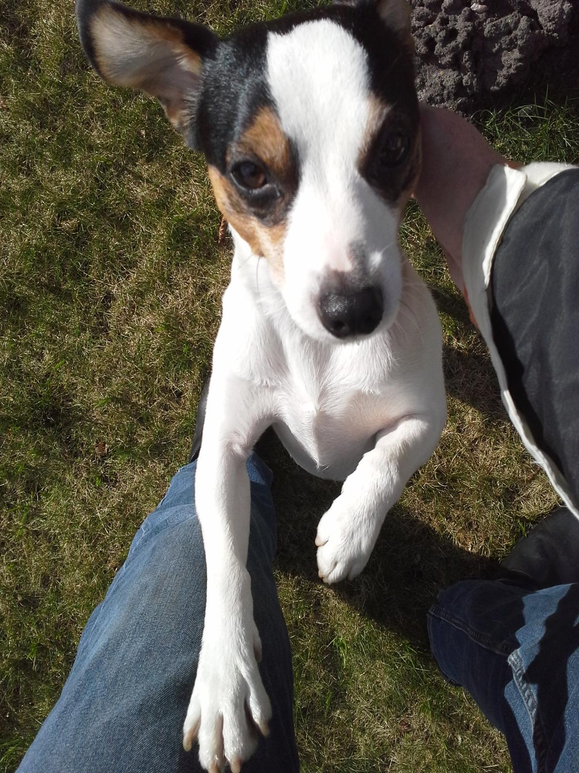 Dansk svensk gaardhund Milo Min Soulmate billede 22