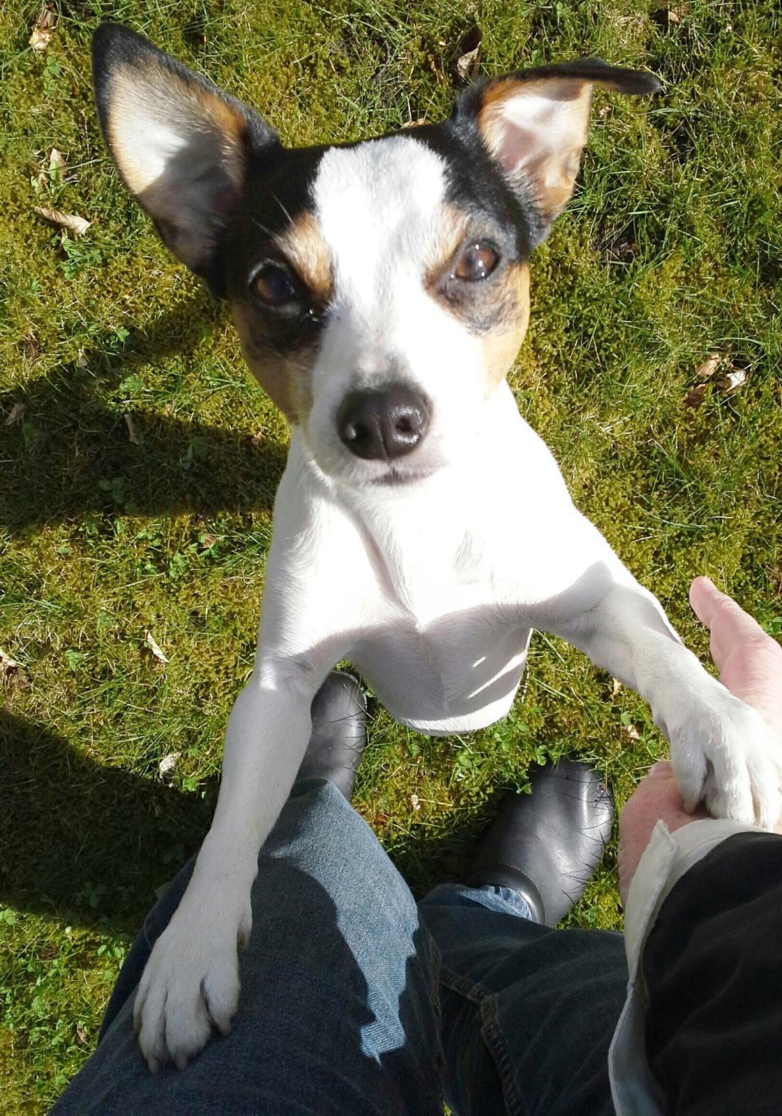 Dansk svensk gaardhund Milo Min Soulmate billede 21