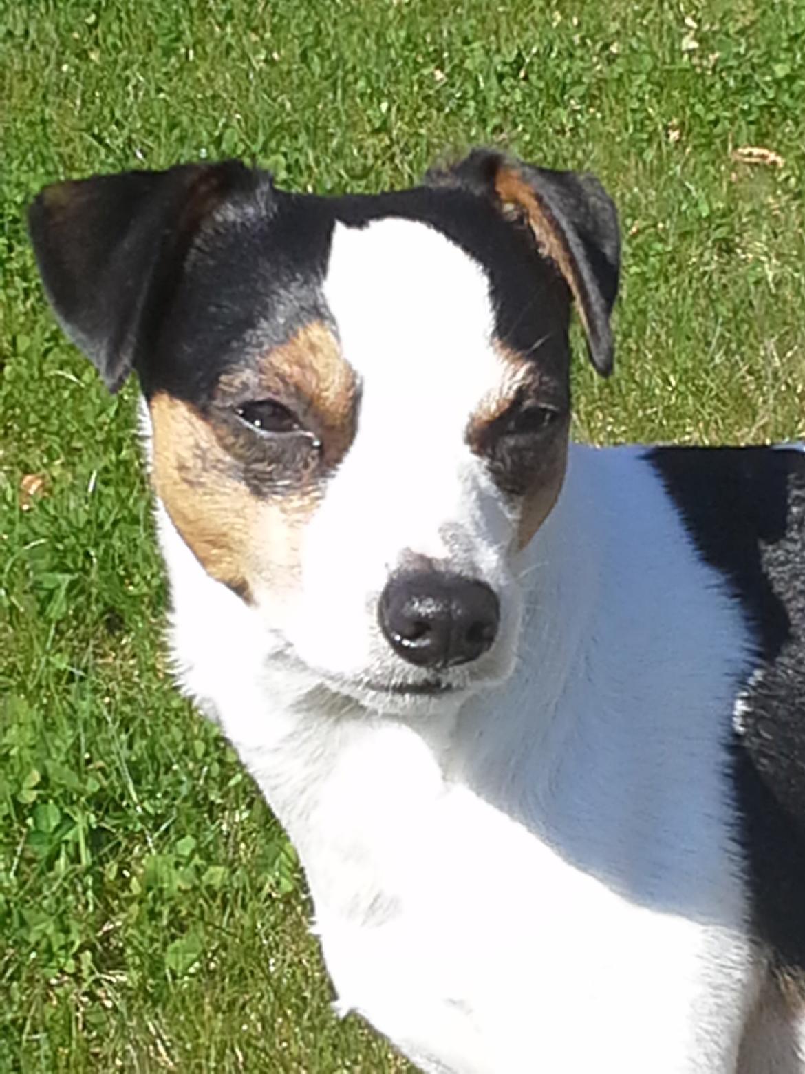 Dansk svensk gaardhund Milo Min Soulmate billede 19