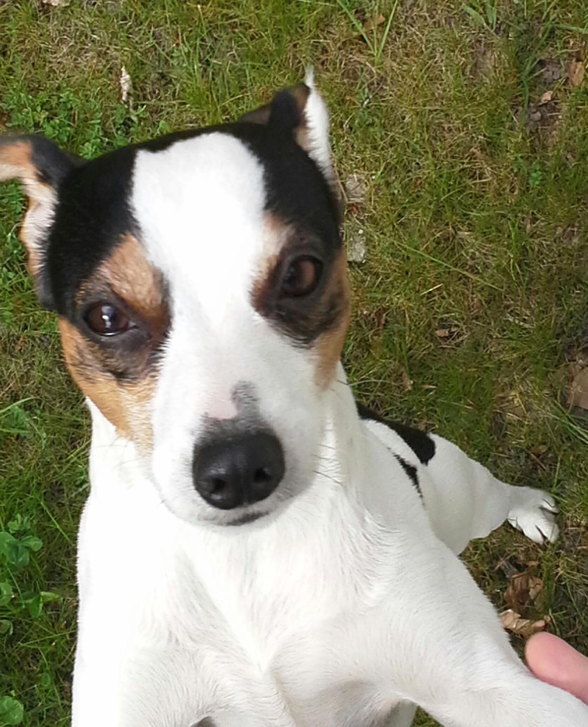 Dansk svensk gaardhund Milo Min Soulmate billede 11