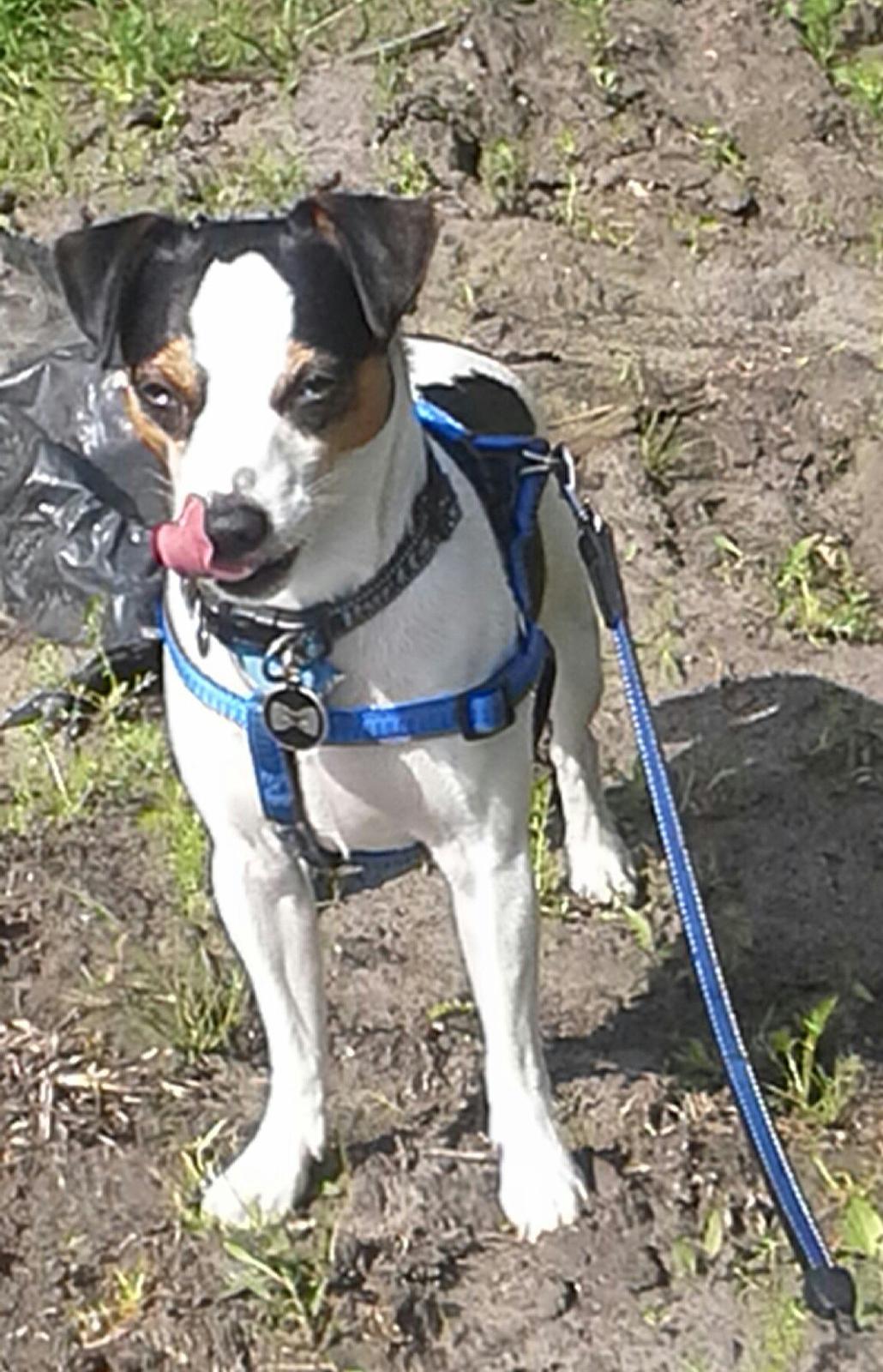 Dansk svensk gaardhund Milo Min Soulmate billede 7