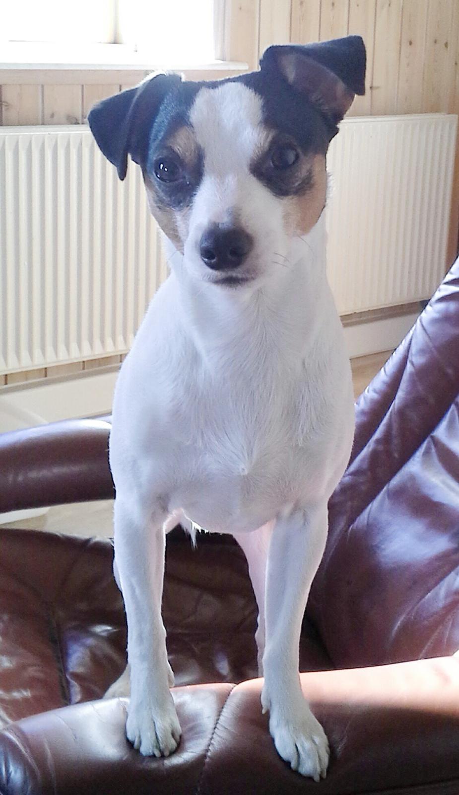 Dansk svensk gaardhund Milo Min Soulmate billede 16