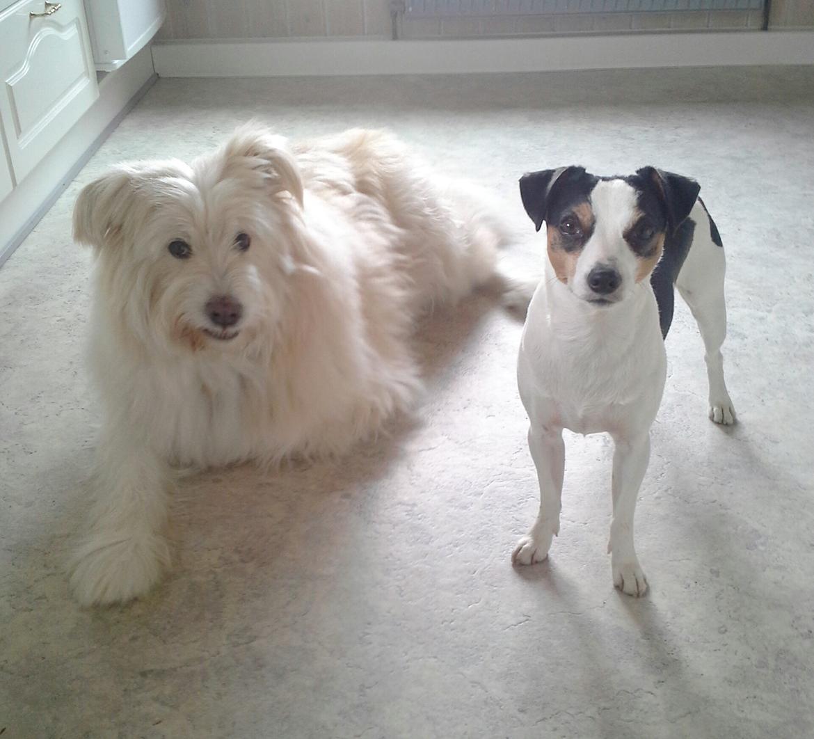 Dansk svensk gaardhund Milo Min Soulmate billede 17