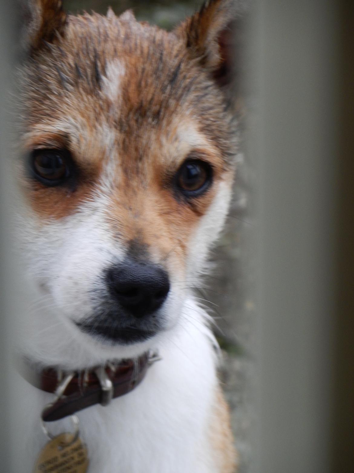 Norsk lundehund Ulfrigga Lundes Trude billede 1