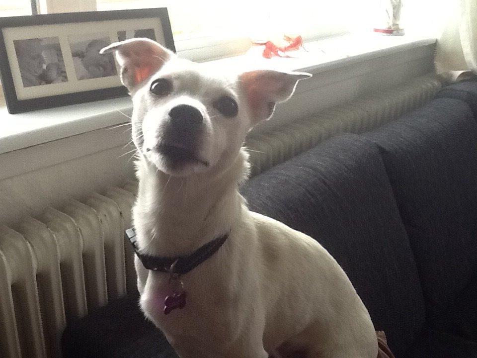 Jack russell terrier Wilma billede 1