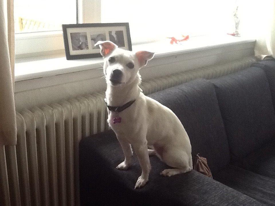 Jack russell terrier Wilma billede 2