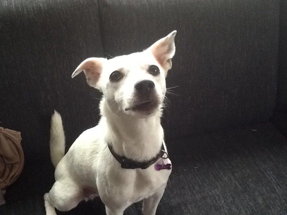 Jack russell terrier Wilma billede 3