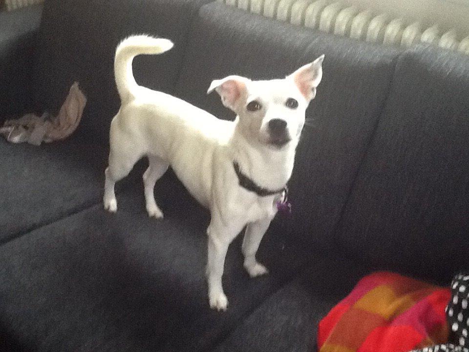 Jack russell terrier Wilma billede 4