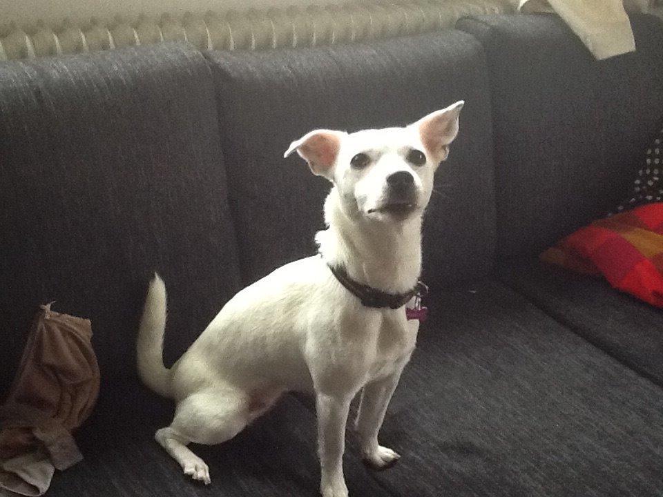 Jack russell terrier Wilma billede 5