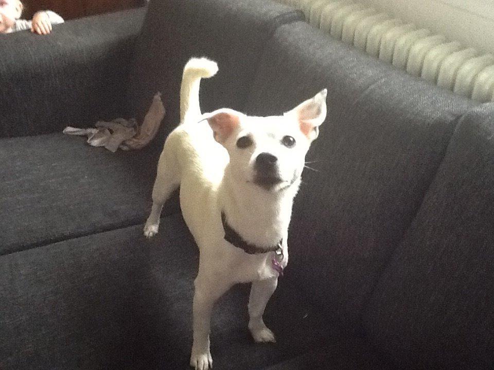 Jack russell terrier Wilma billede 6