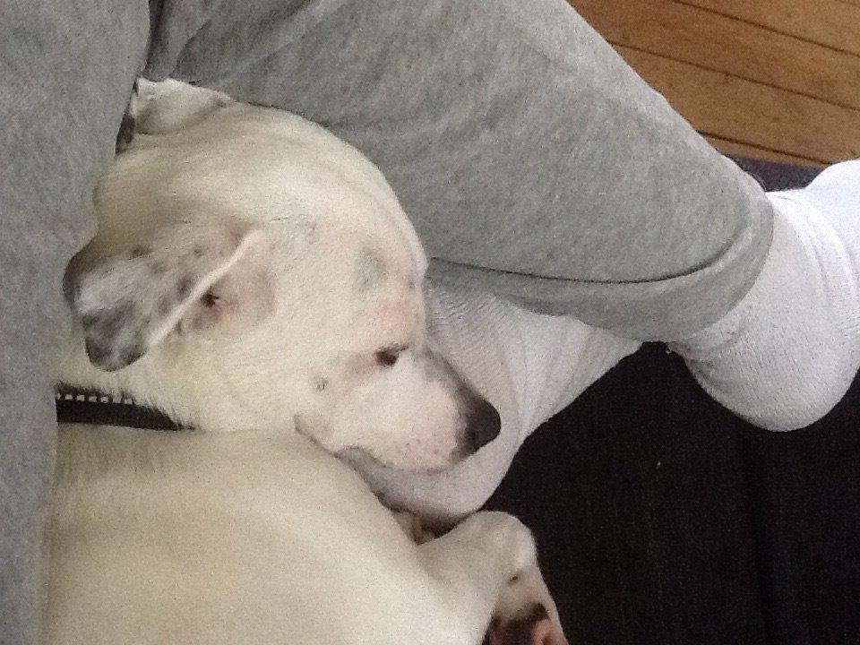 Jack russell terrier Wilma billede 7