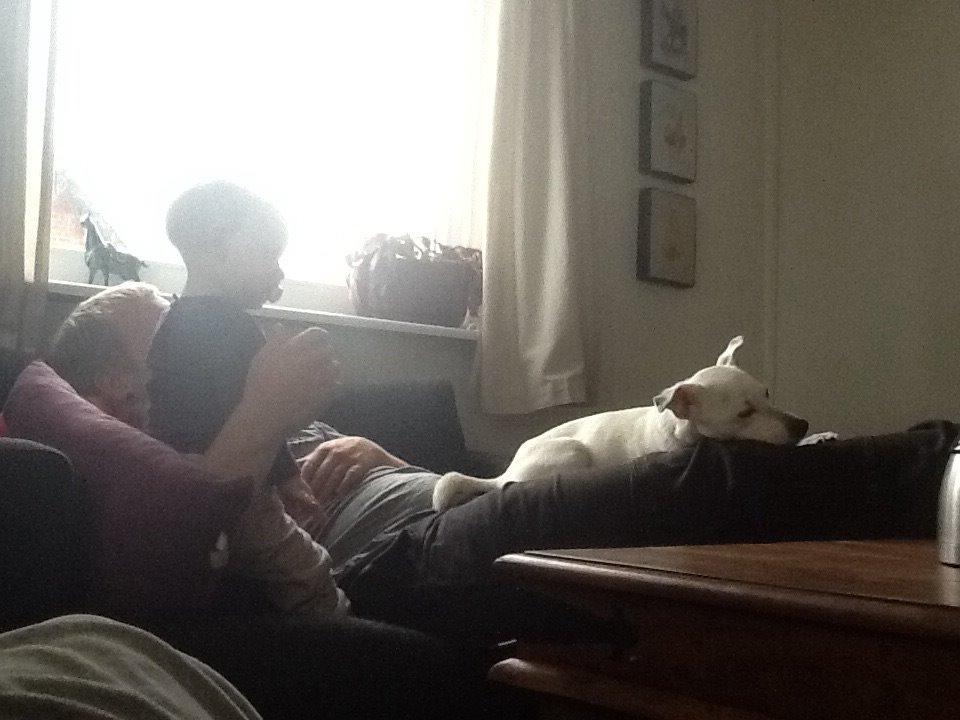 Jack russell terrier Wilma billede 8