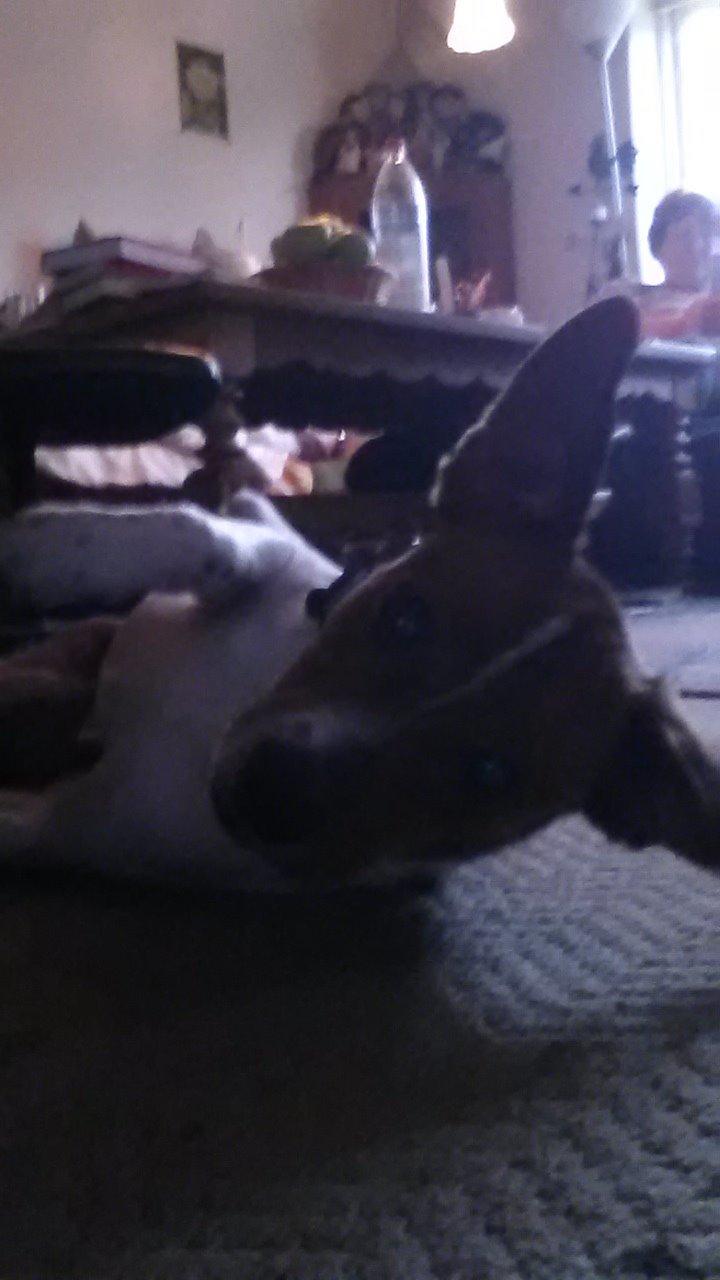 Glathåret foxterrier Jack billede 4