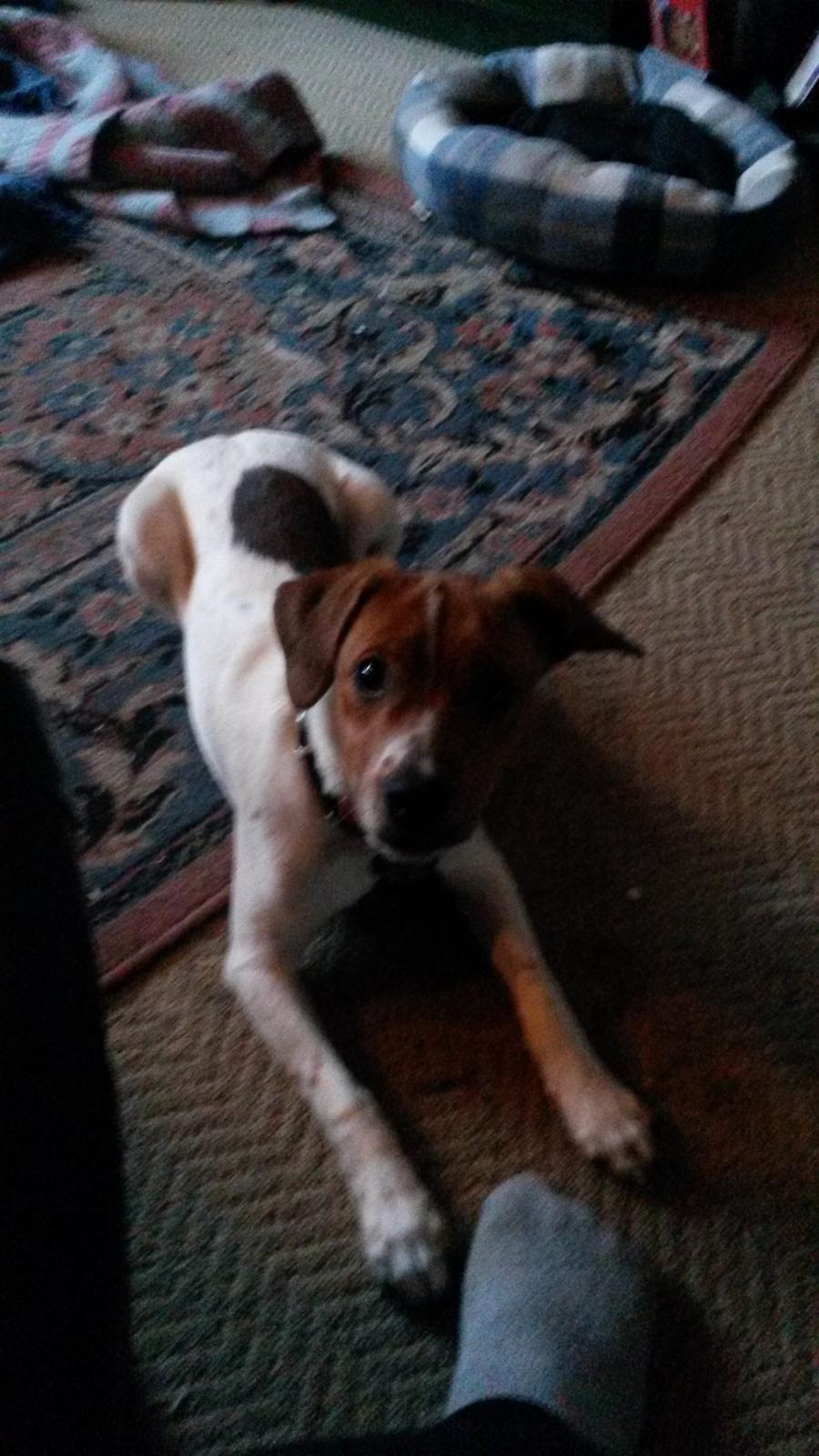 Glathåret foxterrier Jack billede 5