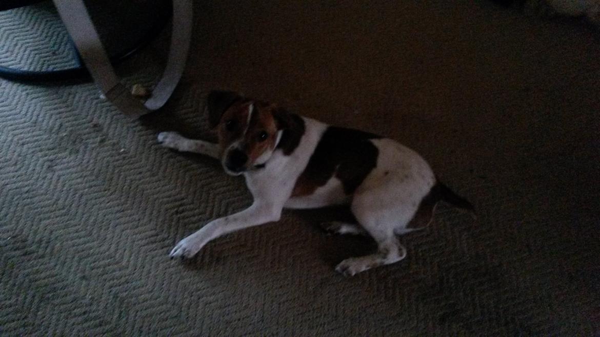 Glathåret foxterrier Jack billede 7