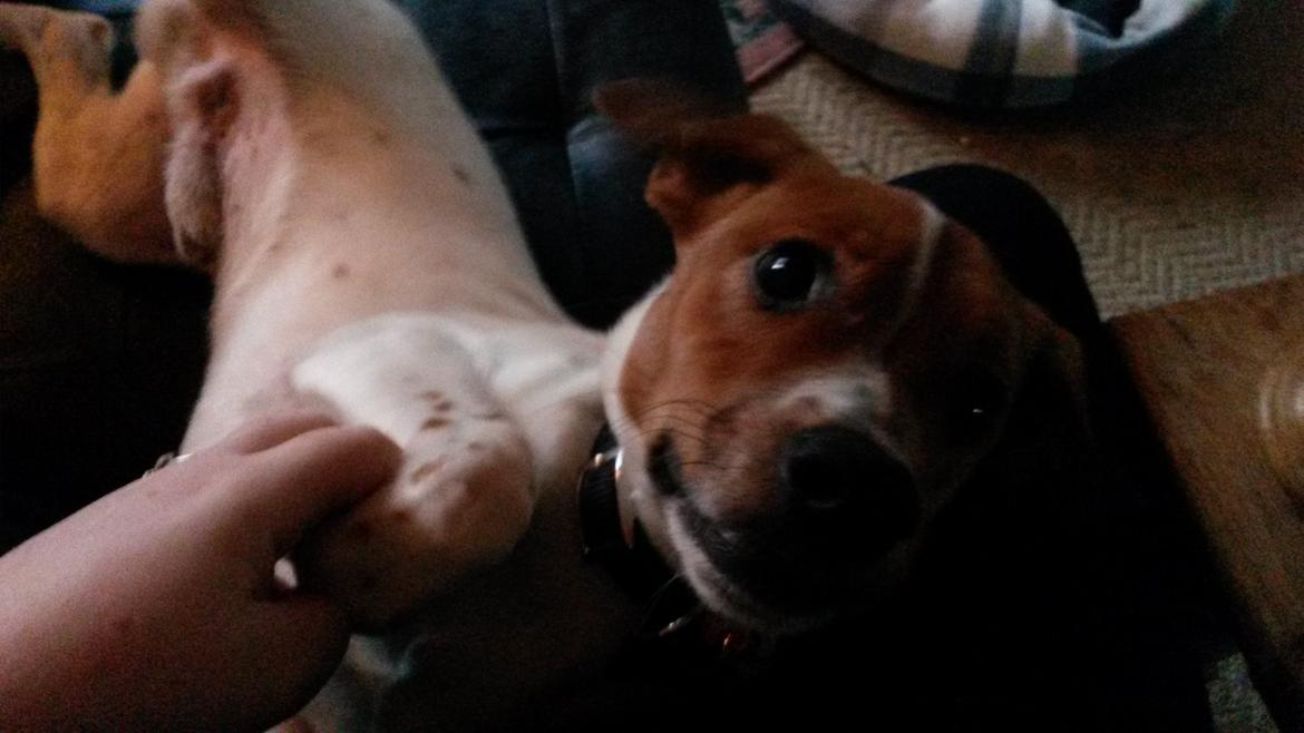 Glathåret foxterrier Jack billede 9