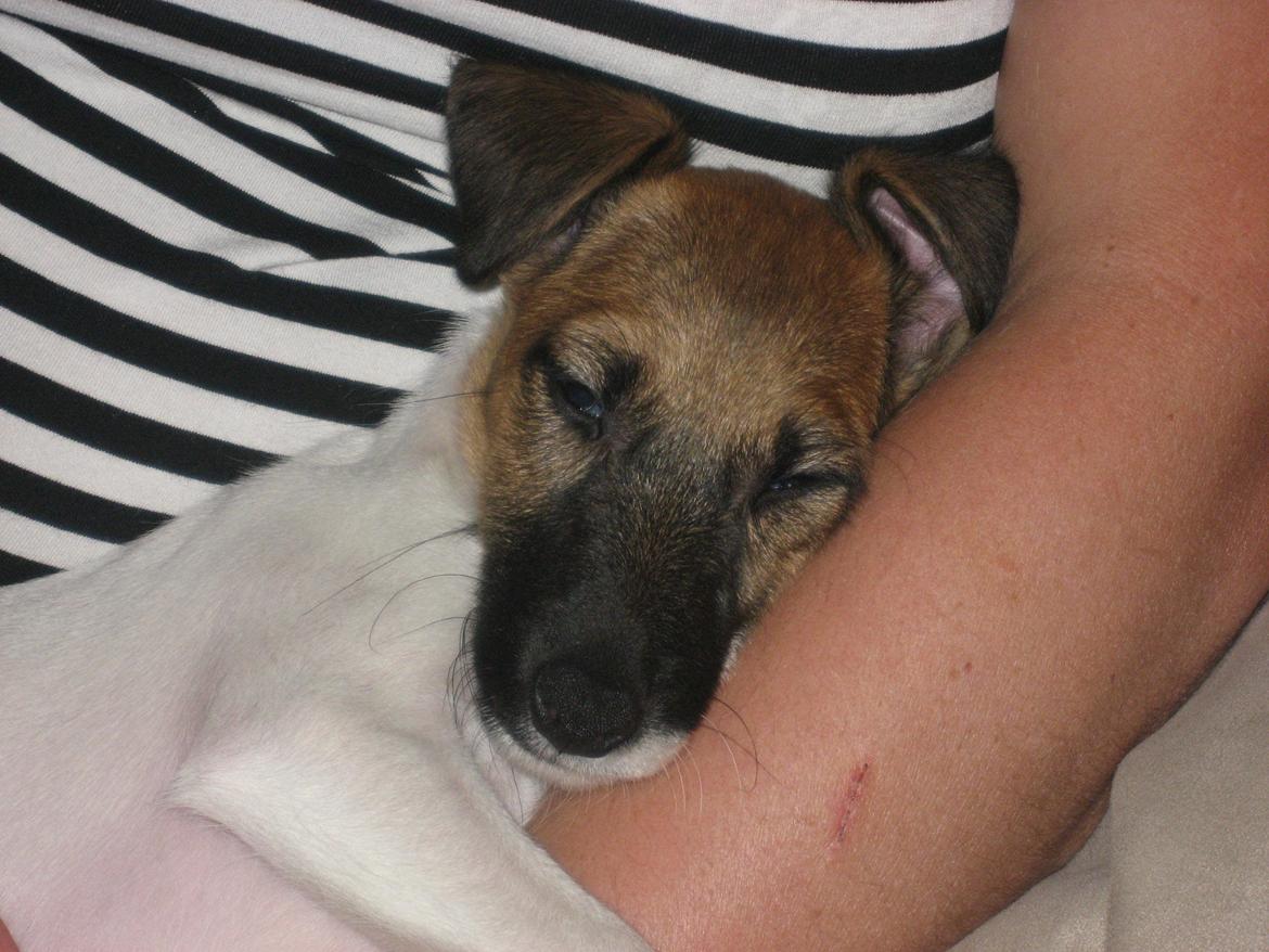 Glathåret foxterrier Sif billede 10