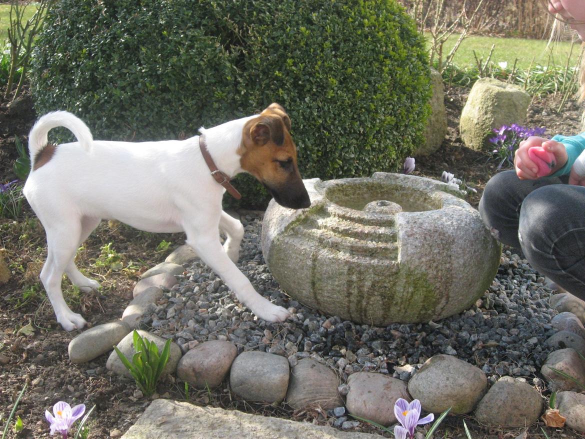 Glathåret foxterrier Sif billede 1