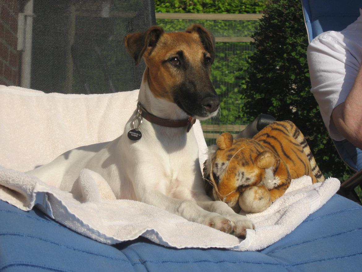 Glathåret foxterrier Sif billede 2