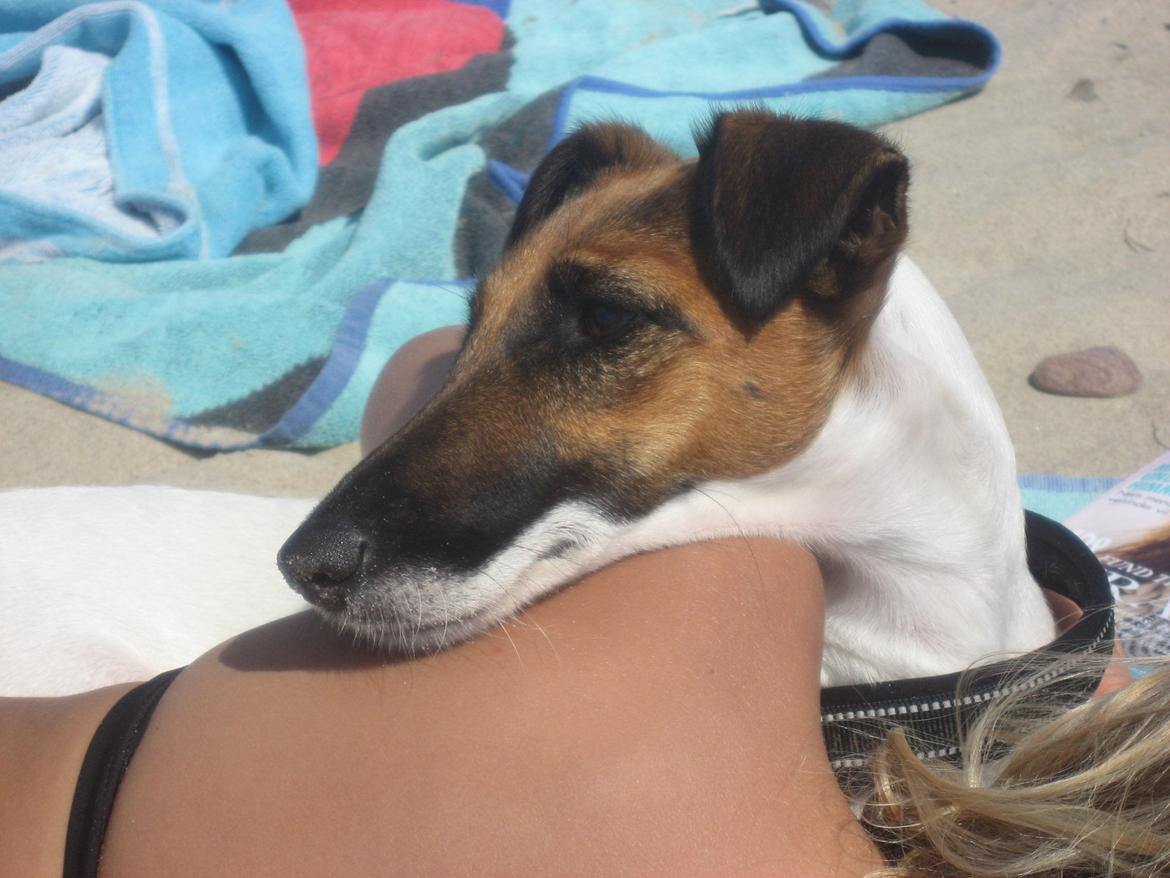 Glathåret foxterrier Sif billede 3