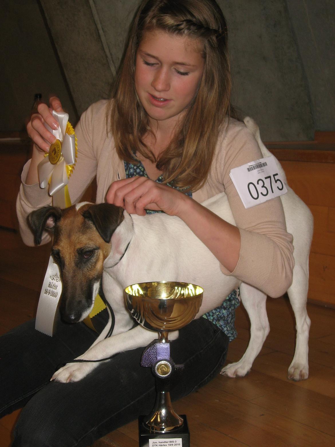 Glathåret foxterrier Sif billede 9