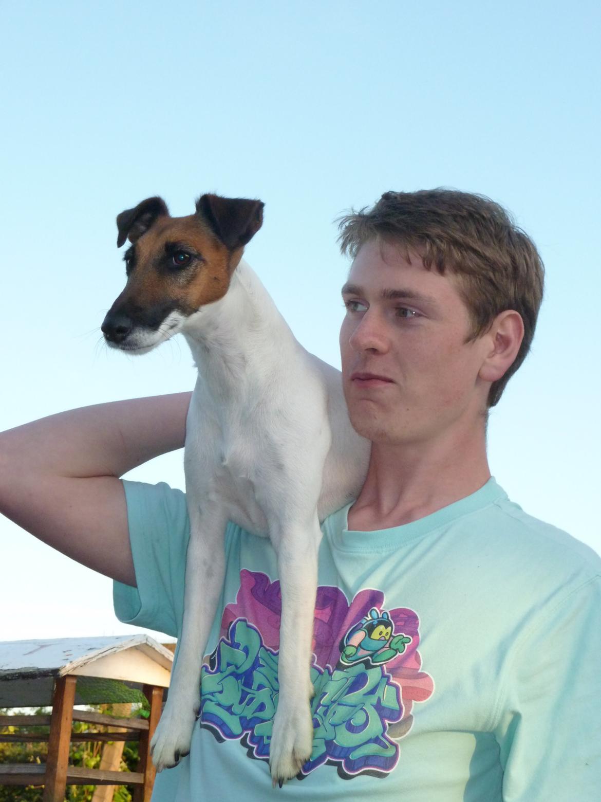 Glathåret foxterrier Sif billede 4