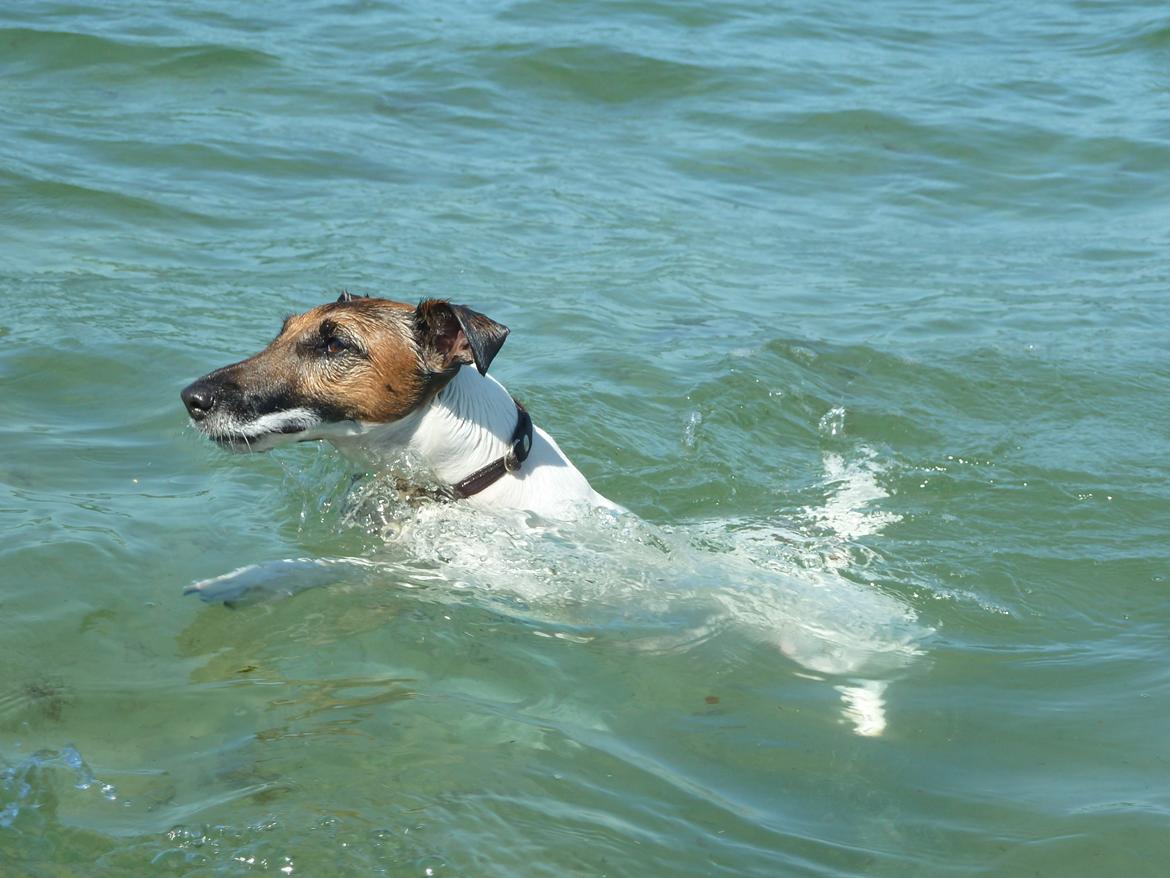 Glathåret foxterrier Sif billede 6