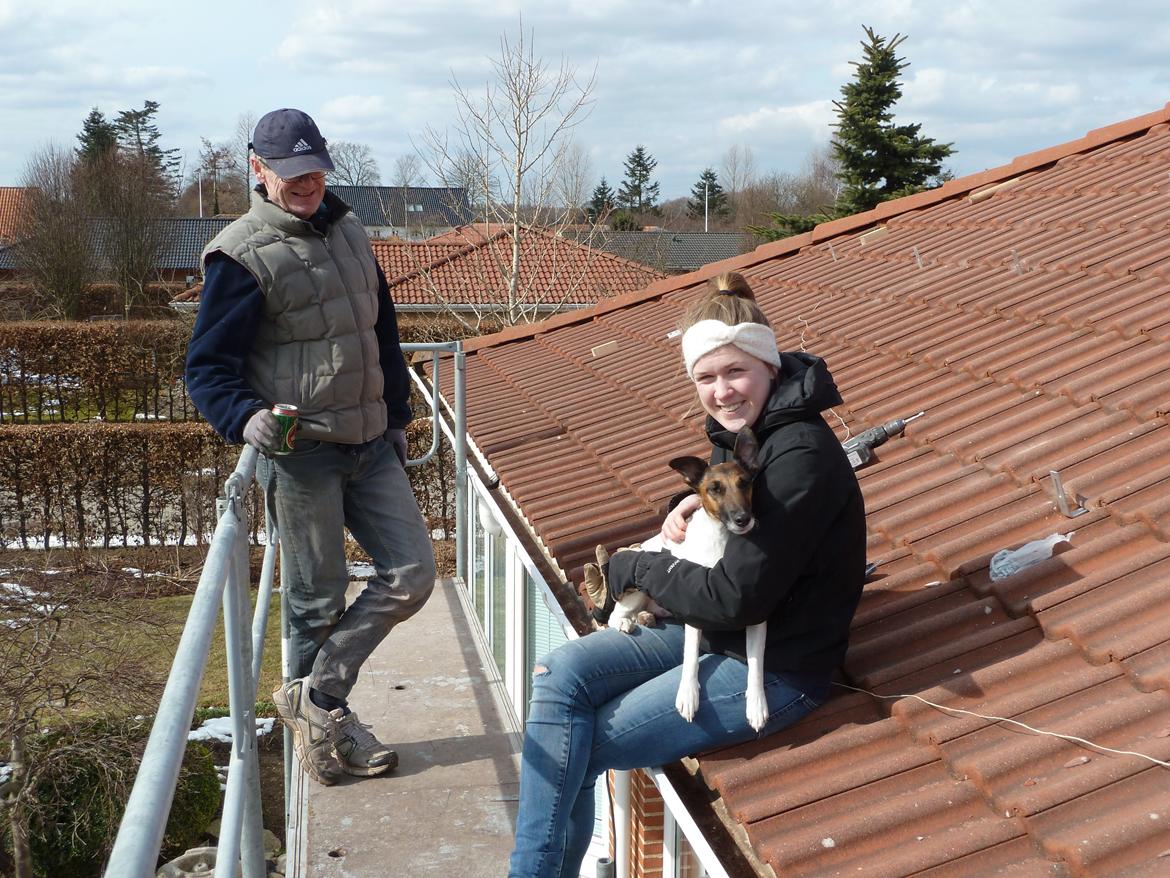 Glathåret foxterrier Sif billede 8