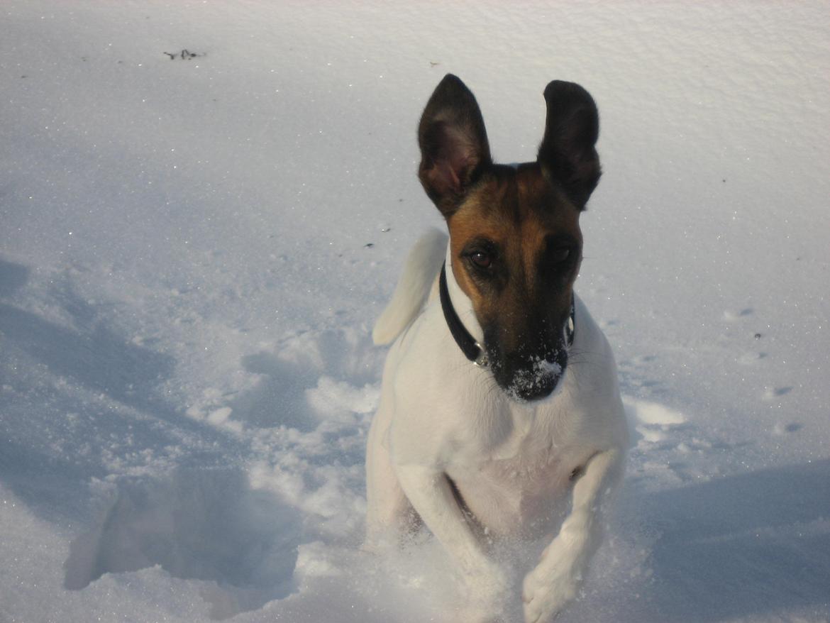 Glathåret foxterrier Sif billede 5