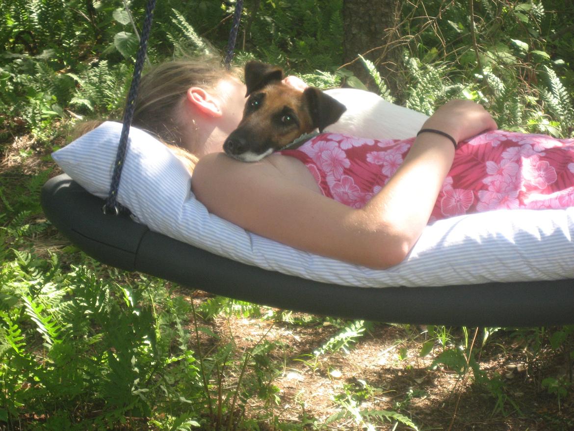 Glathåret foxterrier Sif billede 7