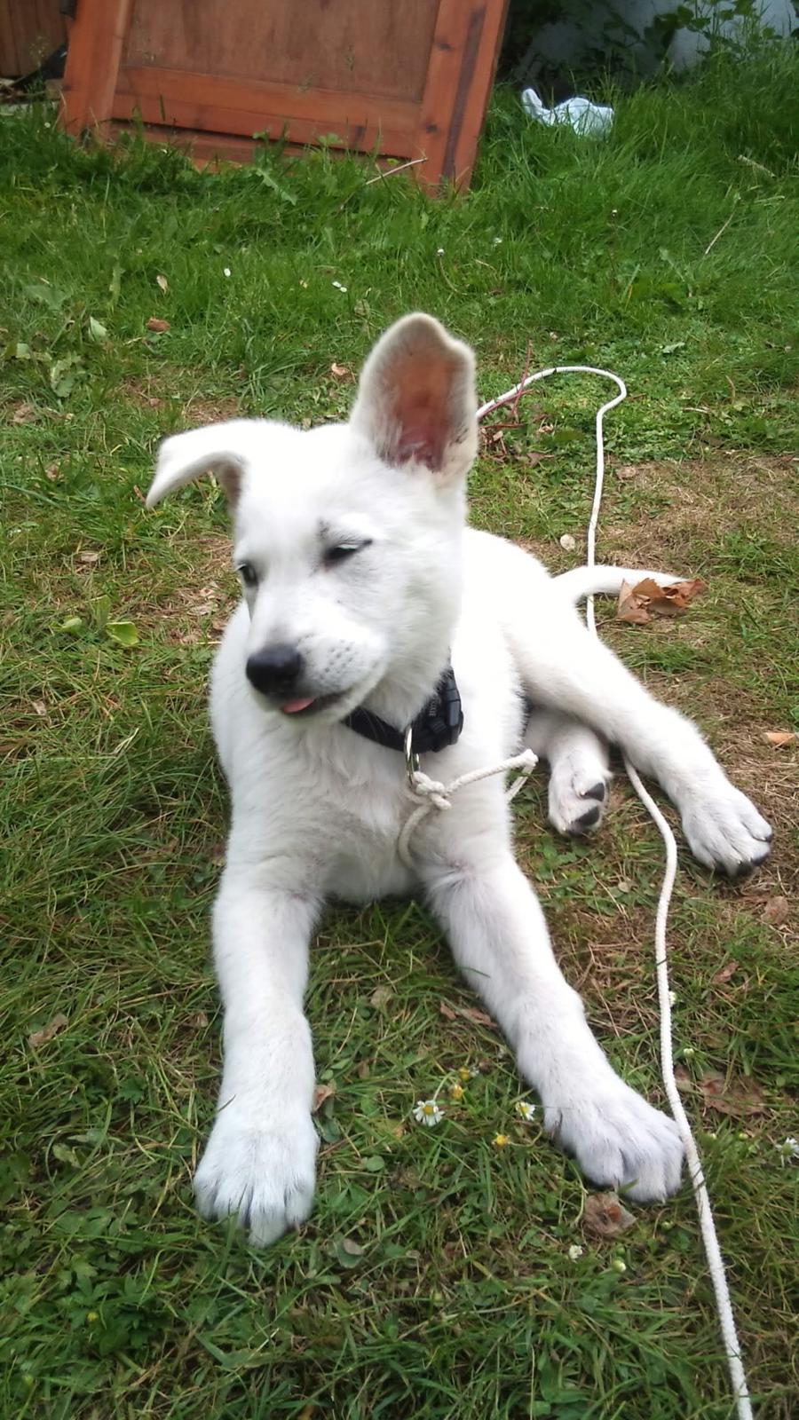 Hvid schæfer Rocky billede 1