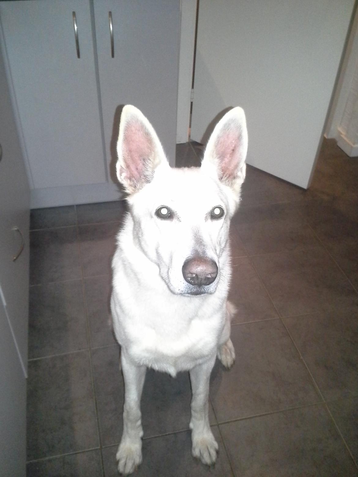 Hvid schæfer Rocky billede 5