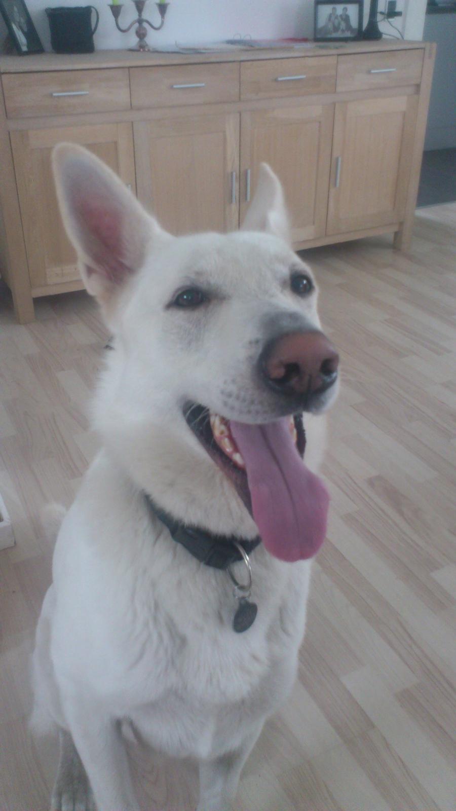 Hvid schæfer Rocky billede 6