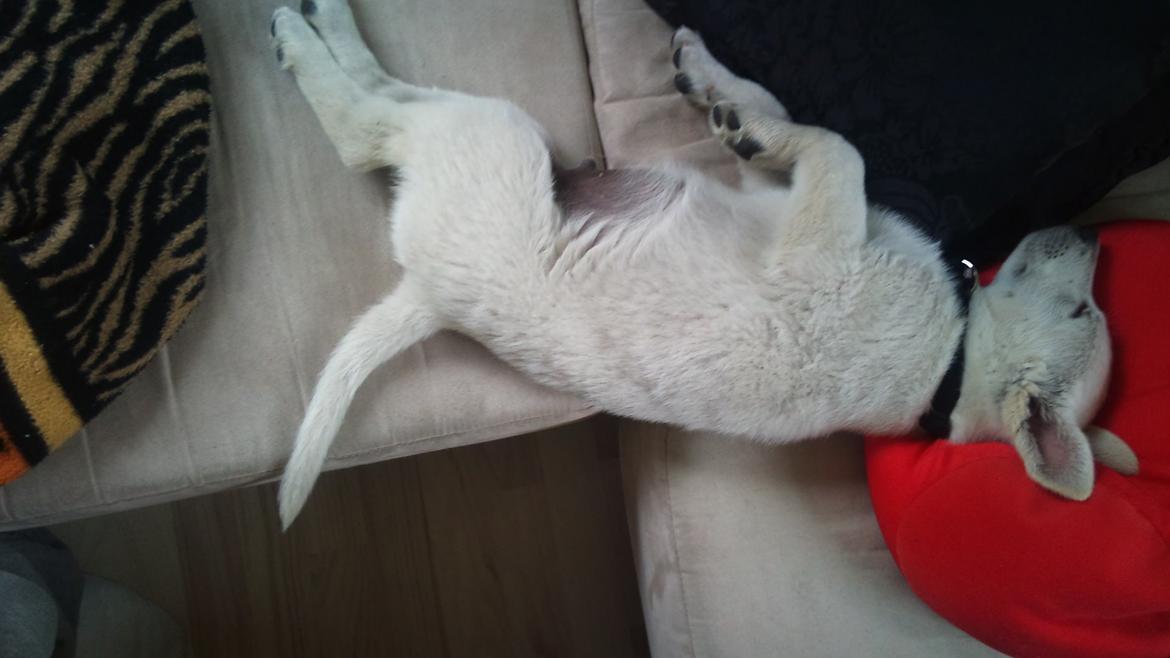 Hvid schæfer Rocky billede 2