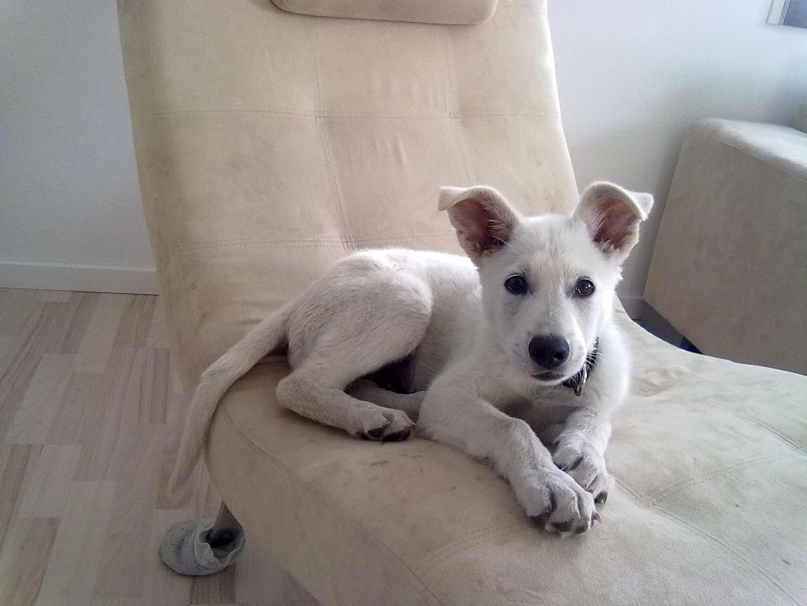 Hvid schæfer Rocky billede 3