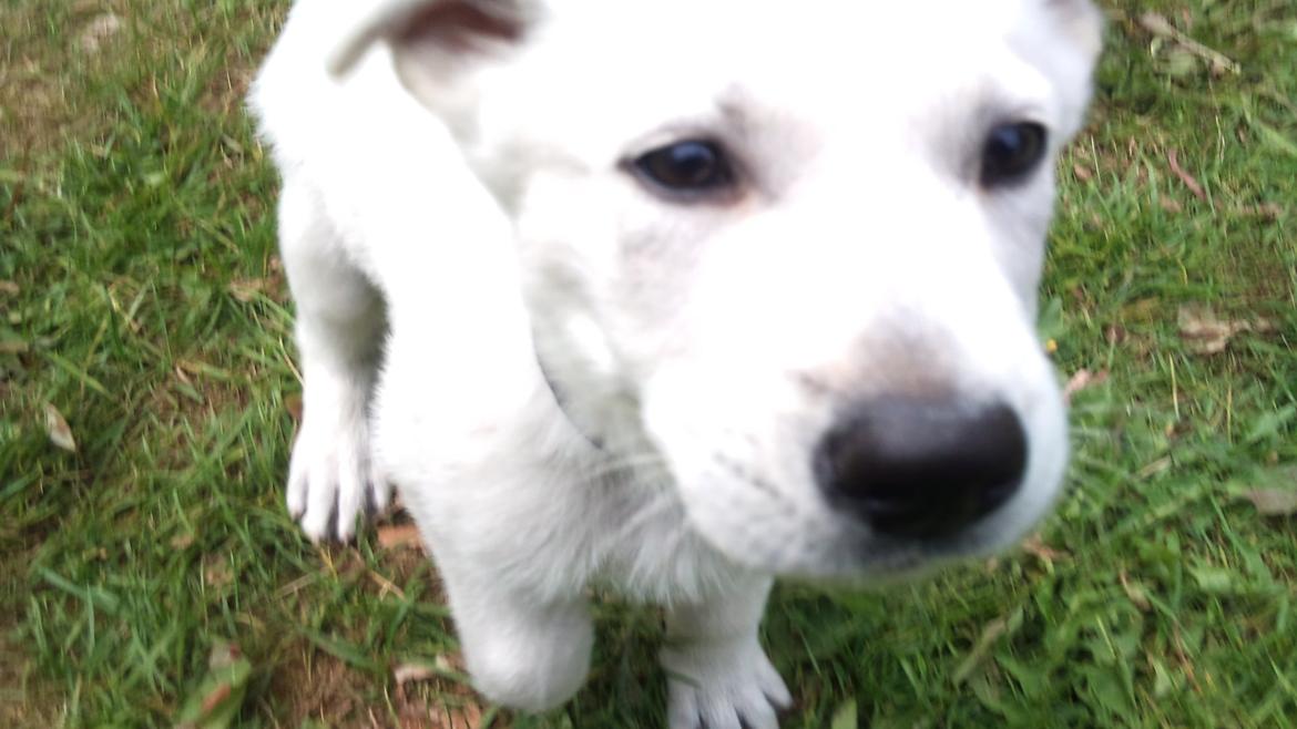 Hvid schæfer Rocky billede 4